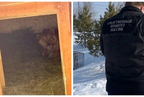 В Саратове лев покусал 14-летнюю девочку