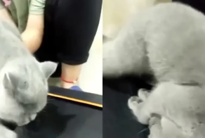 Кот не хочет тренироваться на беговой дорожке