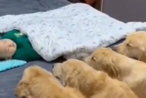 Псы охраняют сон малыша