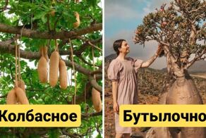 13 самых необычных видов деревьев, которые выглядят так, словно их завезли из других миров