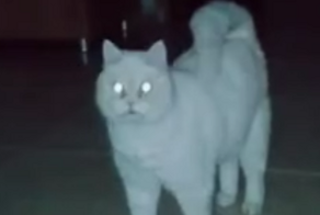 Удивительно точный перевод с кошачьего