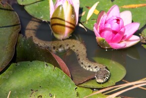 Десять НЕ ядовитых змей Европейской части