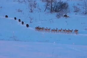 Необычная компания на утоптанной тропе