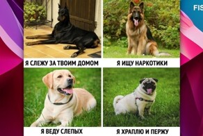 Пост о собачьей привязанности