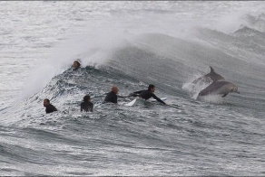 Дельфины показали мастер-класс (5 фото)