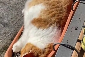 Кот разлёгся в цветочном горшке