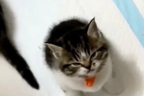 Очаровательный недовольный котёнок