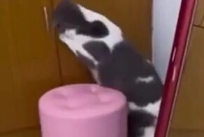 Кот спрятался в шкафу от гостей