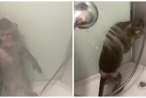 Обезьянка принимает душ