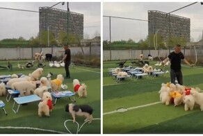 Урок физкультуры в собачьей школе