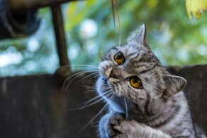 Просители, которым невозможно отказать