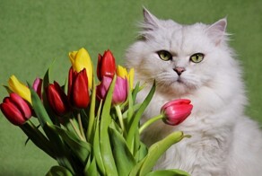 Тюльпаны нельзя! Ветеринар рассказала, какие цветы опасны для кошек