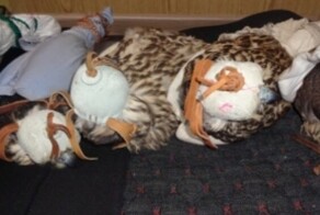 Краснокнижных кречетов пытались увезти в ОАЭ