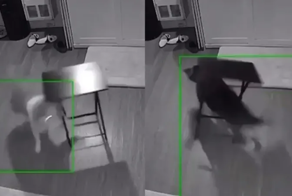 Камера наблюдения сняла, как журнальный столик до чертиков напугал двух собак