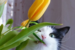 Коты, которые едят цветы