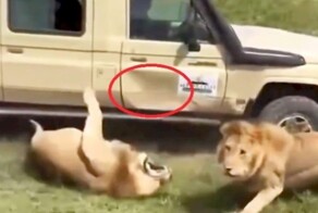 Львы подрались и помяли дверь автомобиля с туристами