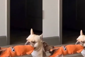 Пёсики устроили энергосберегающую битву за игрушку