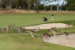 В Австралии сотни кенгуру захватили гольф-клуб