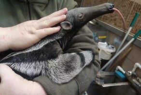 Маленький гигантский муравьед