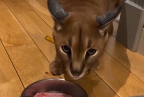 Милый котик хочет кушать!