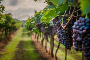 "В мире слишком много вина". Почему фермеры сжигают виноградники