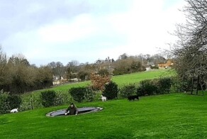 Парень  провалился в яму, пытаясь научить собаку прыгать на батуте