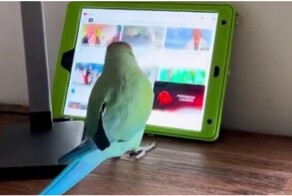 Попугая научили листать ленту YouTube и выбирать видео
