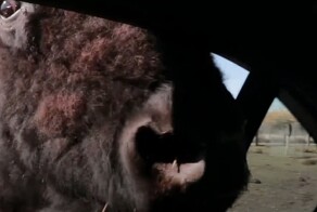 Голодный бизон напугал туристов