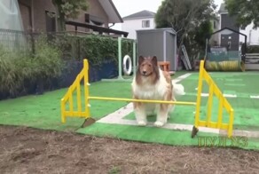 Японец, который стал собакой, теперь проходит курсы дрессировки и готовится к соревнованиям среди псов