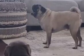 Мопс любит поорать в доме