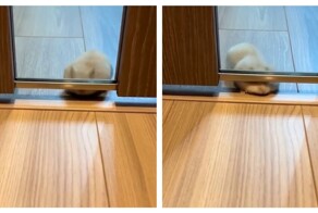 Хомяк пытается пролезть под дверью