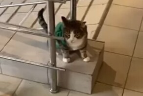 В Подмосковье кота приняли на работу в магазин