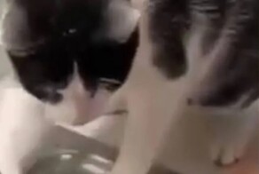 Пушистый мойщик посуды