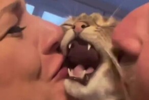 Зацелованный: кот не в восторге от нежностей хозяев