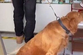 Незапланированная покупка торта