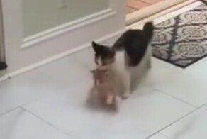 Уличная кошка принесла котят в дом покормившего её человека