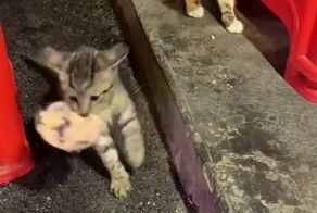 Кот стащил еду у сородичей