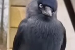 Смышлёная галка и орешек