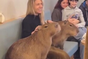 В Токио есть кафе с капибарами, которое так и называется Cafe Capyba