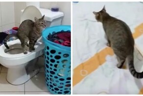 Кот неприятно удивил хозяина