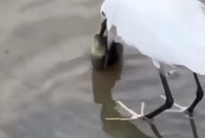 Цапля спасла рыбу