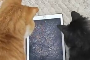 Кошачья тяжёлая артиллерия