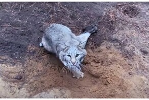Спасение рыси из капкана