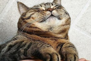 В Японии «токсичная» кошка поставила на уши весь город