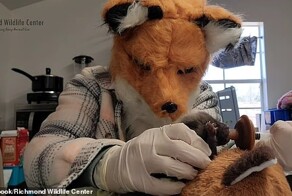 Спасатели придумали необычный способ кормления крохи-лисицы