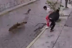 Собаки стянули штаны с пешехода