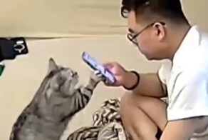 Кот отвлёк внимание хозяина от смартфона