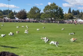 В Новой Зеландии состоялся ежегодный забег джек-расселов