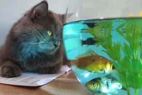 Этот чудесный подводный мир