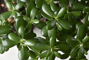 Денежное дерево (толстянка)